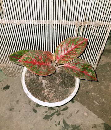 Image2