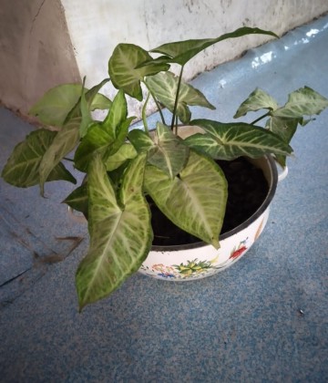 Image2