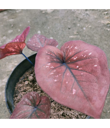 Image2